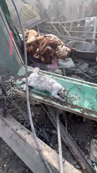 Even animals are not spared in the bombardment of Gaza. By @yasser.pix84  #cat #gaza #gazaunderattack