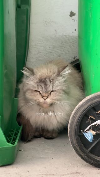 قصتها ببساطة …
كانت قطة منزل مطمئنة حتى نزح أصحاب المنزل قصراً فانطلقت للشارع أملاً في البقاء على قيد الحياة...