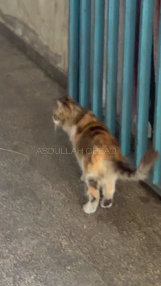 |طفلة تُداعب قطة داخل مركز ايواء للنازحين في مخيم #البريج المحاصر من قبل الجيش الإسرائيلي

 A child caresses a cat inside a...