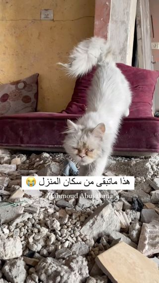 |ماتبقى من سكان المنزل 💔😭

#غزة #طوفان_الأقصى🇵🇸 #فلسطين #غزة_تحت_القصف #مجزرة|