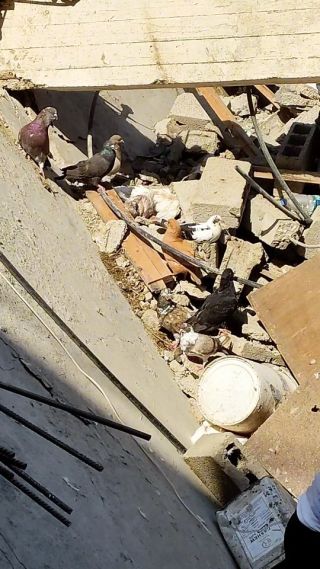 |حتى الطيور لم تسلم من بطش الص8اينة ..
.
.
.
.
.#غزة_تحت_القصف 
#gaza_ander_attack 
#غزة #فلسطين|