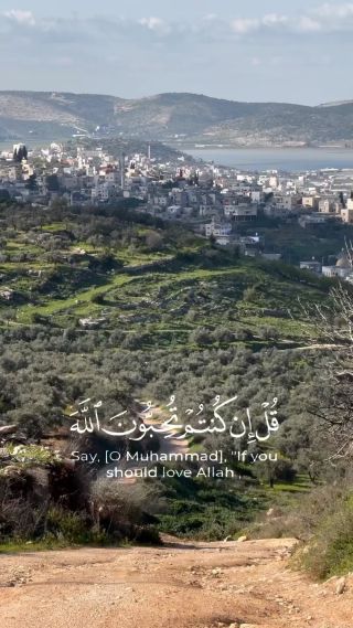 في جبال طوباس وجنين 🌳 ونهاية غروب مع ثعلوب في نابلس.
📸📸 @alainthewild 
@palestine1.a 
—-
#nablus #jenin #tubas #طوباس #جنين #نابلس...